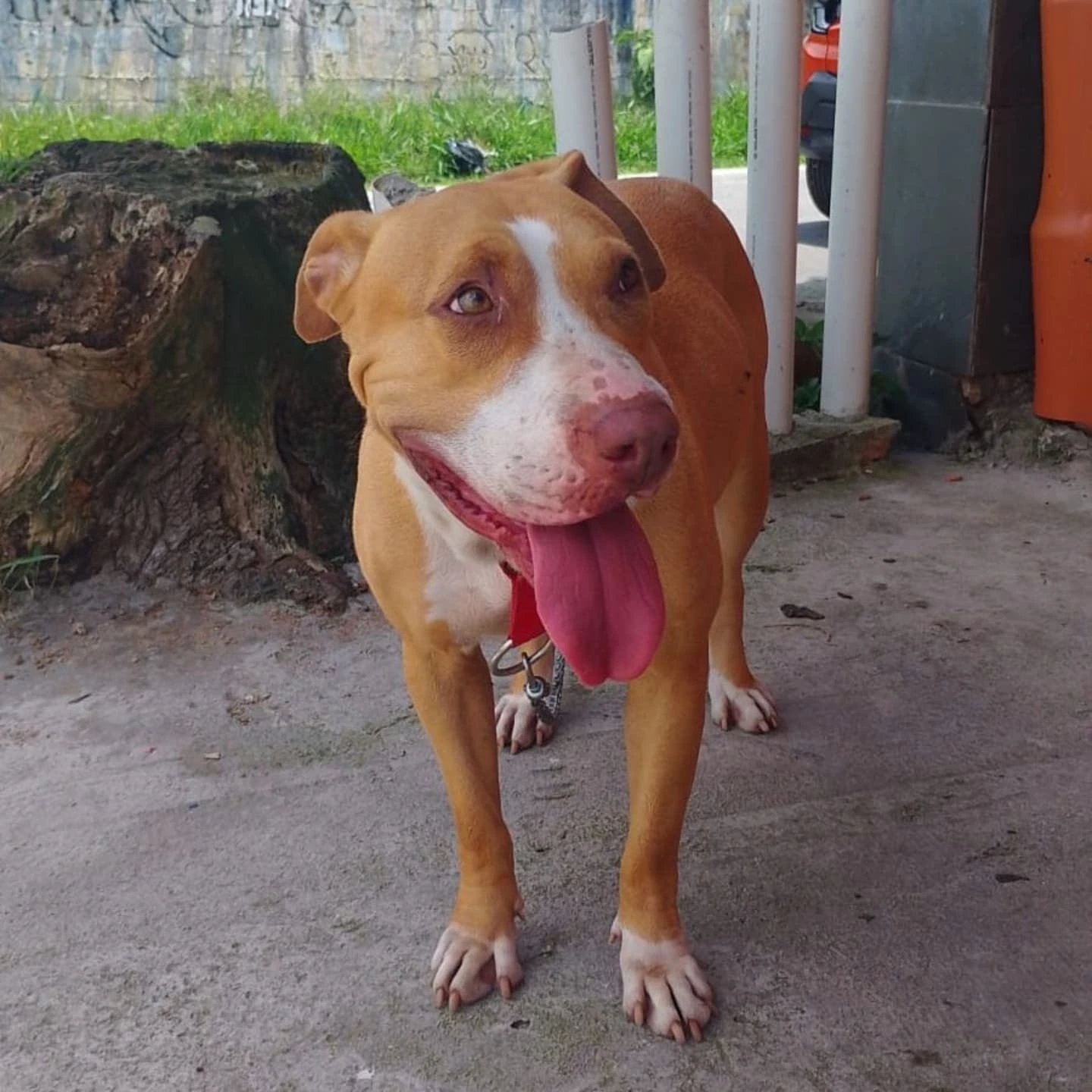 Foto da Maya